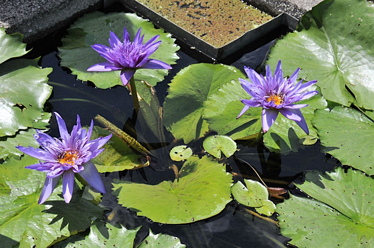 2016-7-25canadaherb 4220_01.JPG