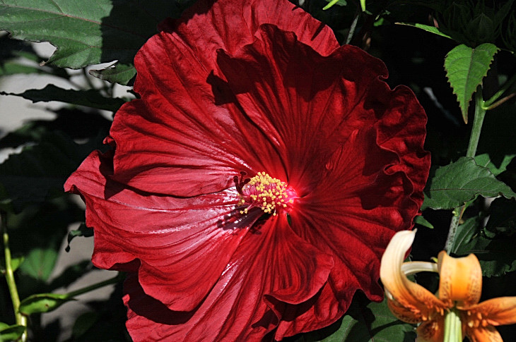 2016-7-25canadaherb 2904_01.JPG
