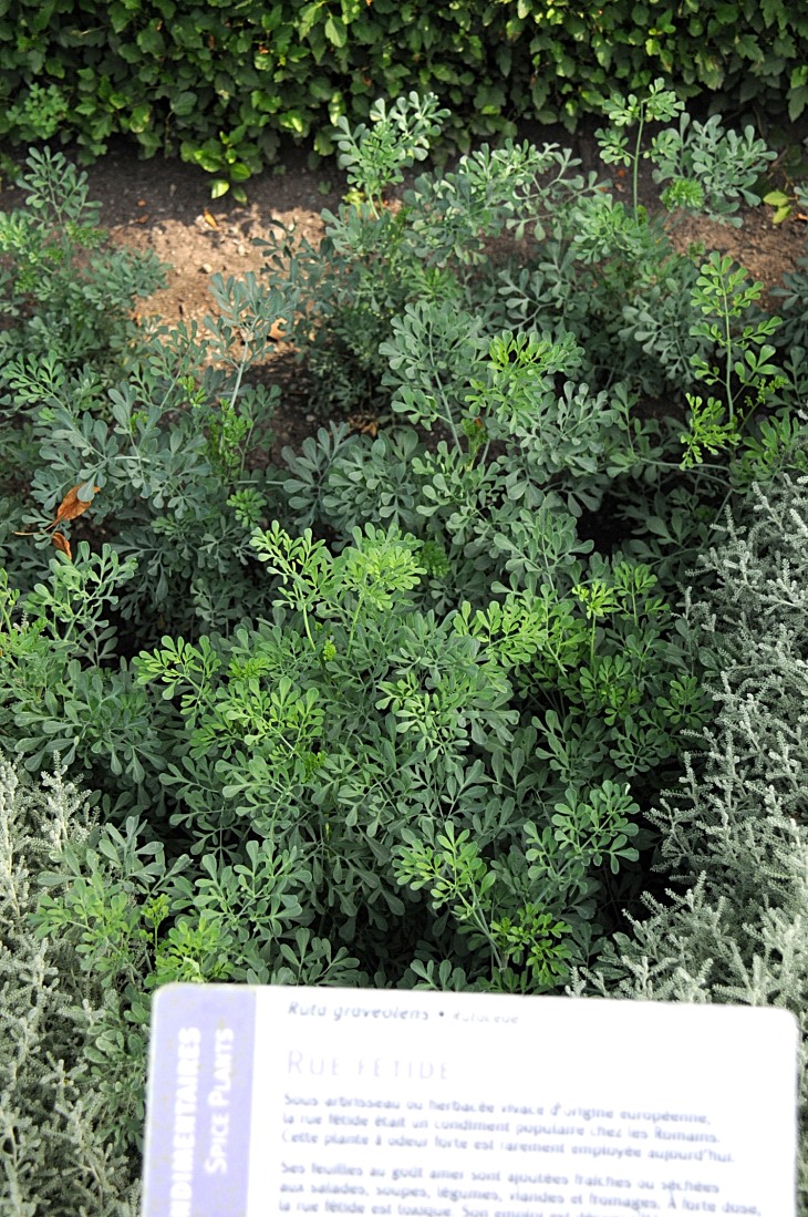 2016-7-25canadaherb 3143_01.JPG