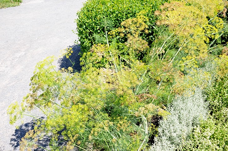 2016-7-25canadaherb 3637_01.JPG