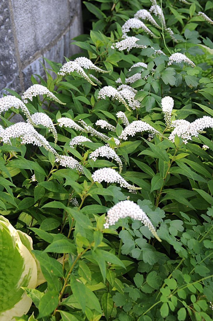 2016-7-25canadaherb 2910_01.JPG