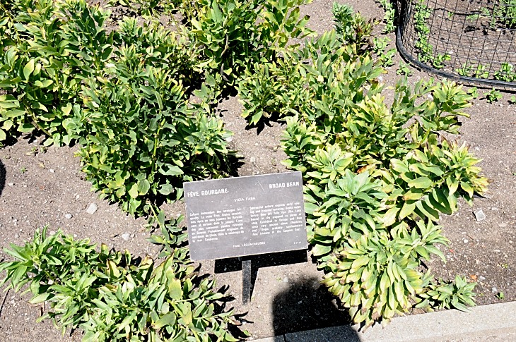 2016-7-25canadaherb 3491_01.JPG