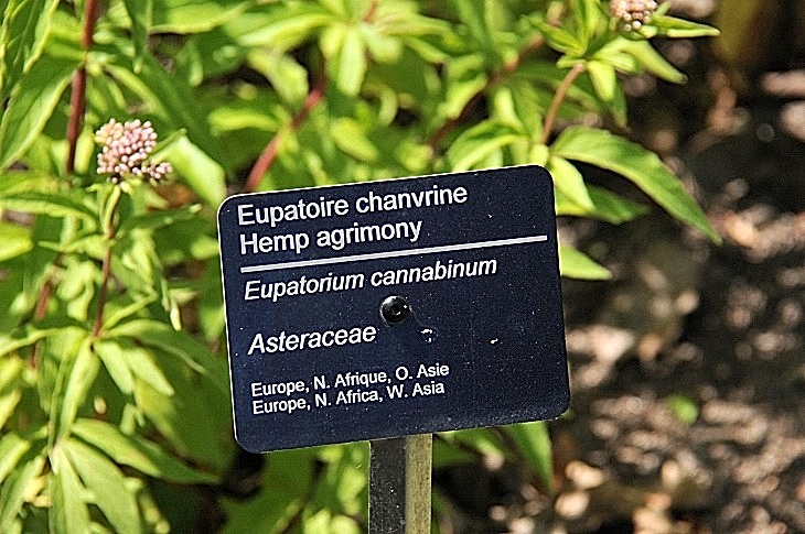 2016-7-25canadaherb 3909_01.JPG