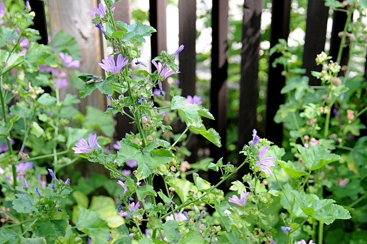 2016-7-25canadaherb 3876_01.JPG