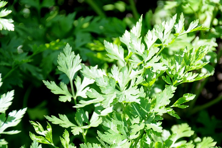 2016-7-25canadaherb 3676_01.JPG