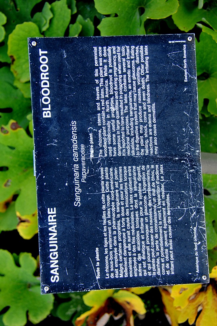 2016-7-25canadaherb 4058_01.JPG