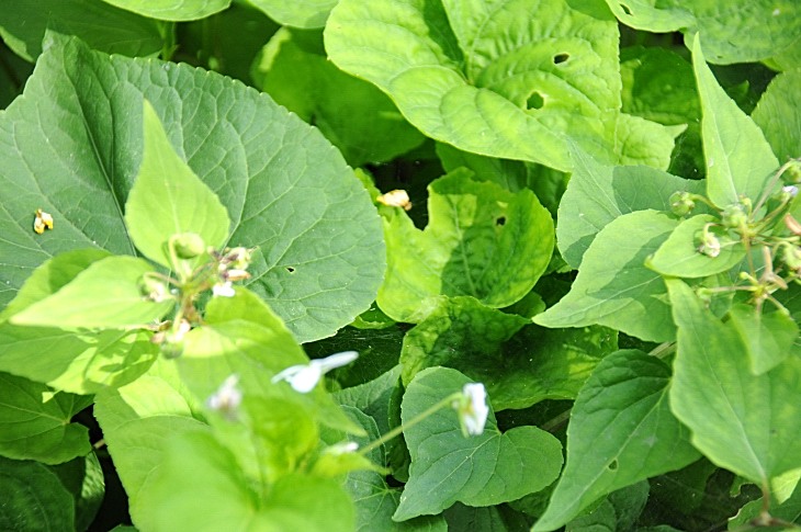 2016-7-25canadaherb 3882_01.JPG