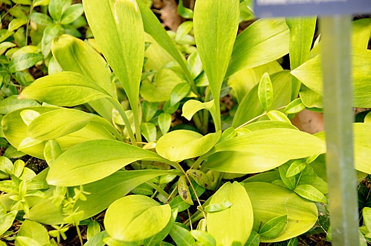 2016-7-25canadaherb 3922_01.JPG