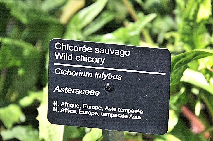 2016-7-25canadaherb 4039_01.JPG