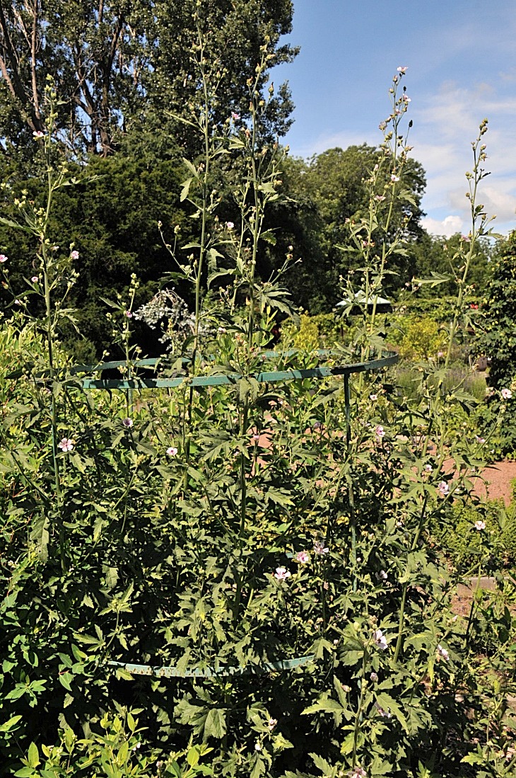 2016-7-25canadaherb 3629_01.JPG