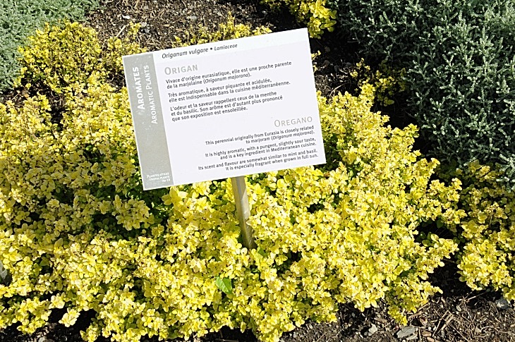 2016-7-25canadaherb 3046_01.JPG
