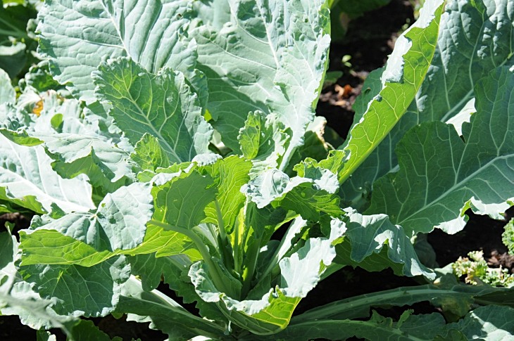 2016-7-25canadaherb 3226_01.JPG