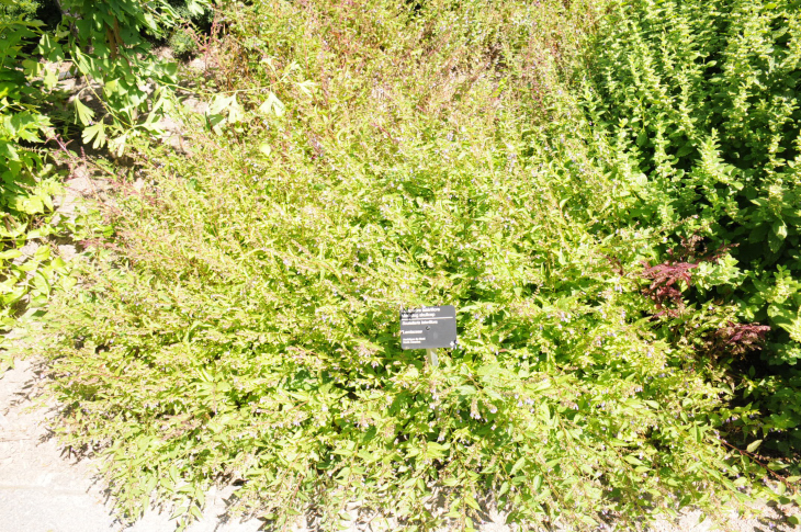 2016-7-25canadaherb 3797_01.JPG