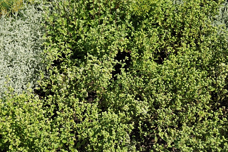 2016-7-25canadaherb 3640_01.JPG