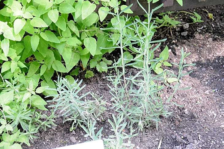 2016-7-25canadaherb 3872_01.JPG