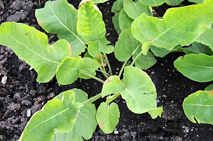 2016-7-25canadaherb 3450_01.JPG