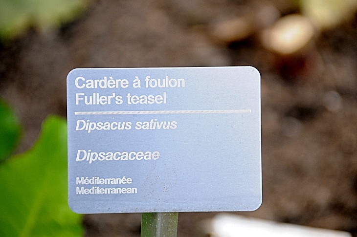 2016-7-25canadaherb 3926_01.JPG