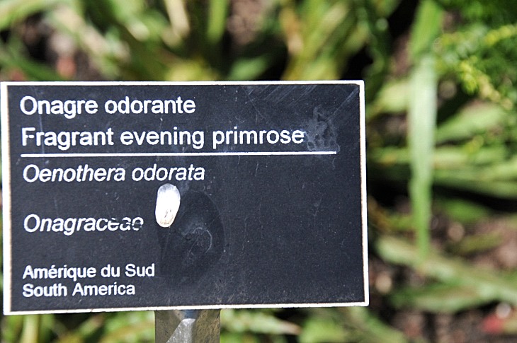 2016-7-25canadaherb 3385_01.JPG
