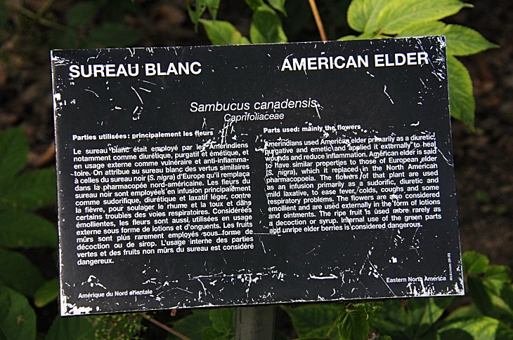 2016-7-25canadaherb 3889_01.JPG