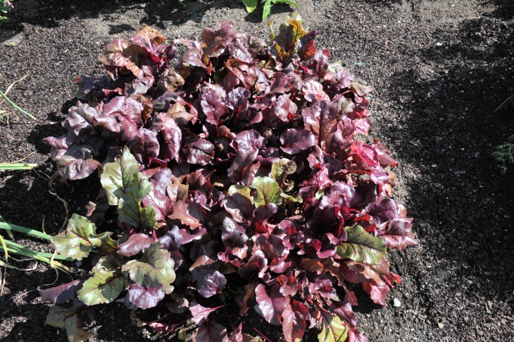 2016-7-25canadaherb 2975_01.JPG