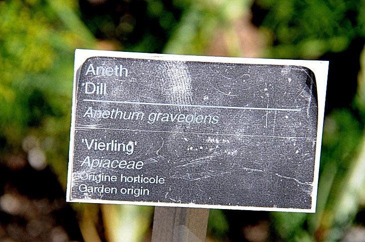 2016-7-25canadaherb 3636_01.JPG