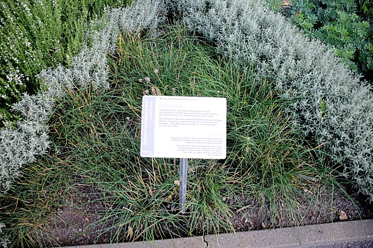 2016-7-25canadaherb 3146_01.JPG