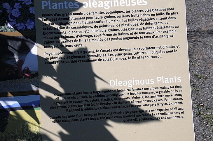 2016-7-25canadaherb 3274_01.JPG
