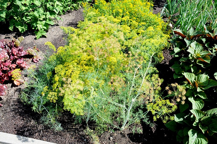 2016-7-25canadaherb 2976_01.JPG