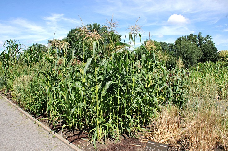 2016-7-25canadaherb 3721_01.JPG