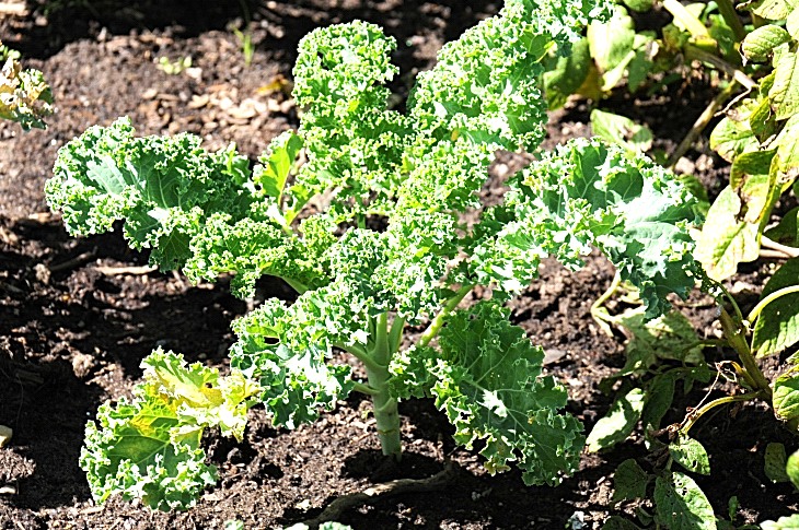 2016-7-25canadaherb 3228_01.JPG