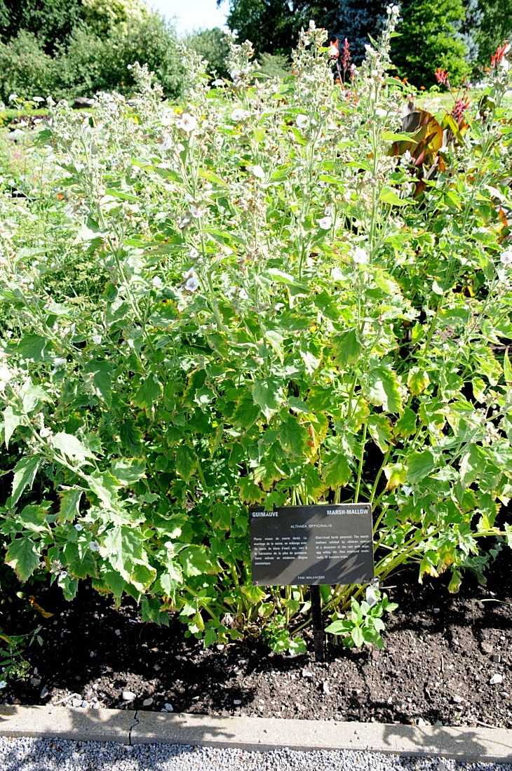 2016-7-25canadaherb 2957_01.JPG