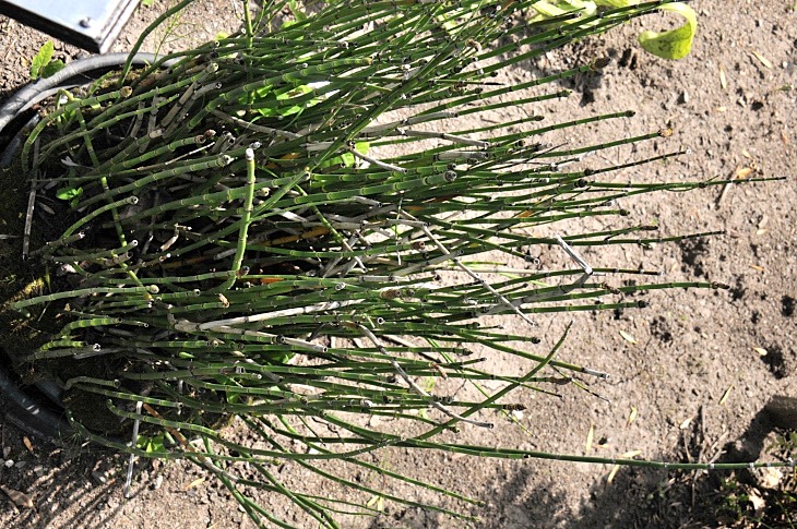2016-7-25canadaherb 3769_01.JPG