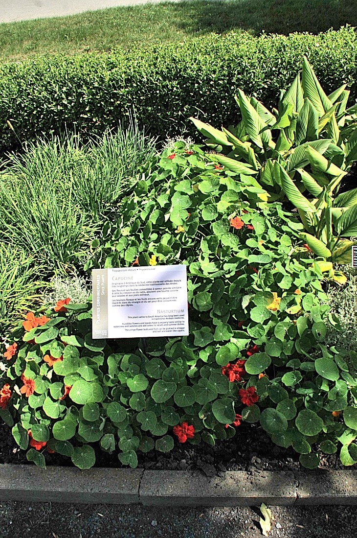 2016-7-25canadaherb 3104_01.JPG