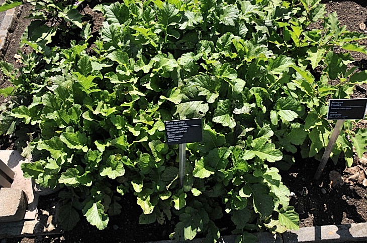 2016-7-25canadaherb 3315_01.JPG