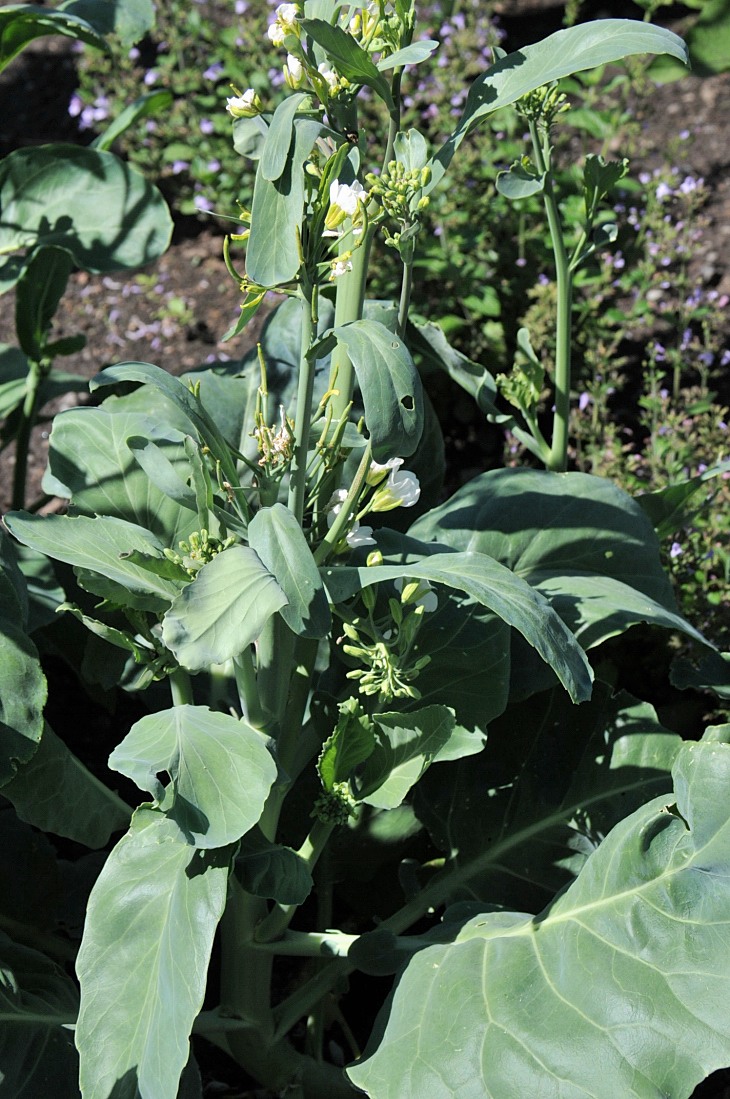 2016-7-25canadaherb 3310_01.JPG