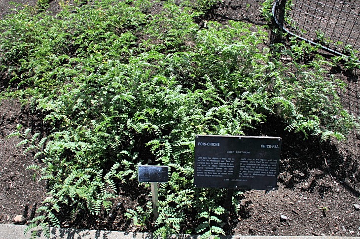 2016-7-25canadaherb 3484_01.JPG