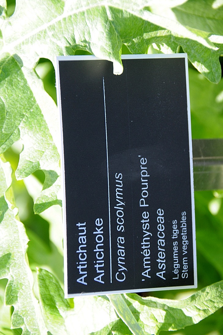 2016-7-25canadaherb 3221_01.JPG