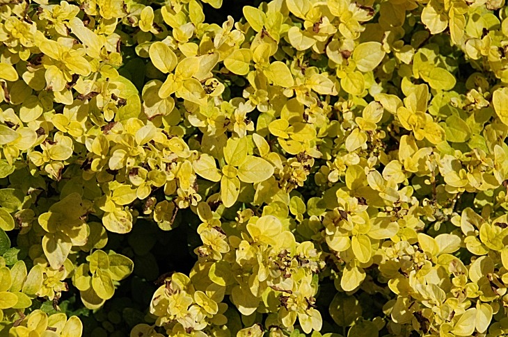 2016-7-25canadaherb 3645_01.JPG