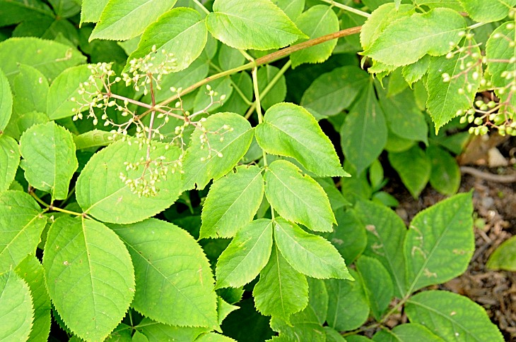 2016-7-25canadaherb 3891_01.JPG