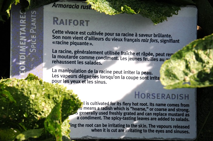 2016-7-25canadaherb 3063_01.JPG