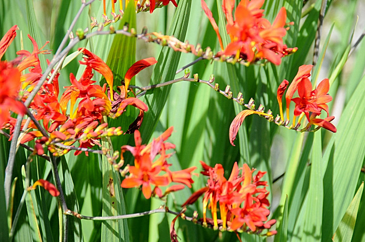 2016-7-25canadaherb 2906_01.JPG