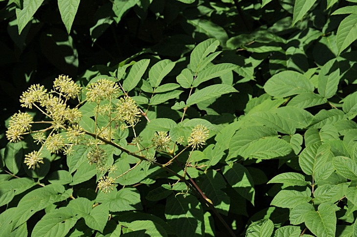 2016-7-25canadaherb 3474_01.JPG