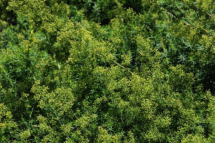 2016-7-25canadaherb 3530_01.JPG