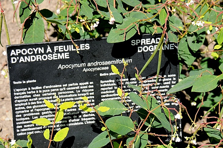2016-7-25canadaherb 4106_01.JPG