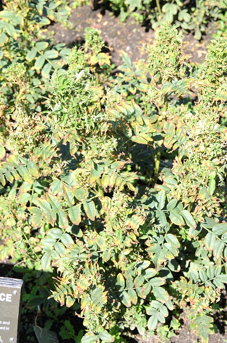 2016-7-25canadaherb 3356_01.JPG