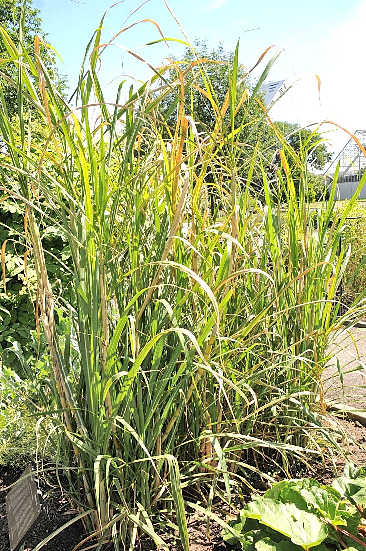 2016-7-25canadaherb 3466_01.JPG