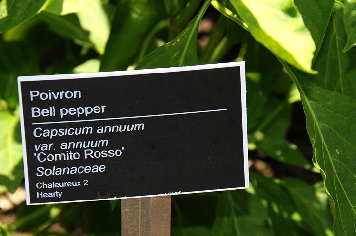 2016-7-25canadaherb 3184_01.JPG