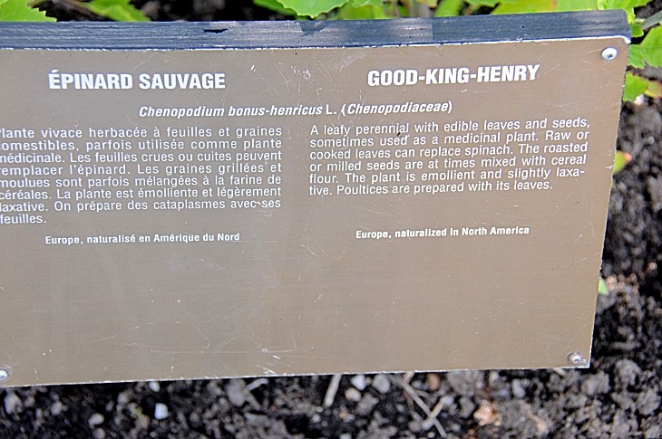 2016-7-25canadaherb 3451_01.JPG