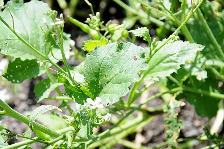 2016-7-25canadaherb 3477_01.JPG
