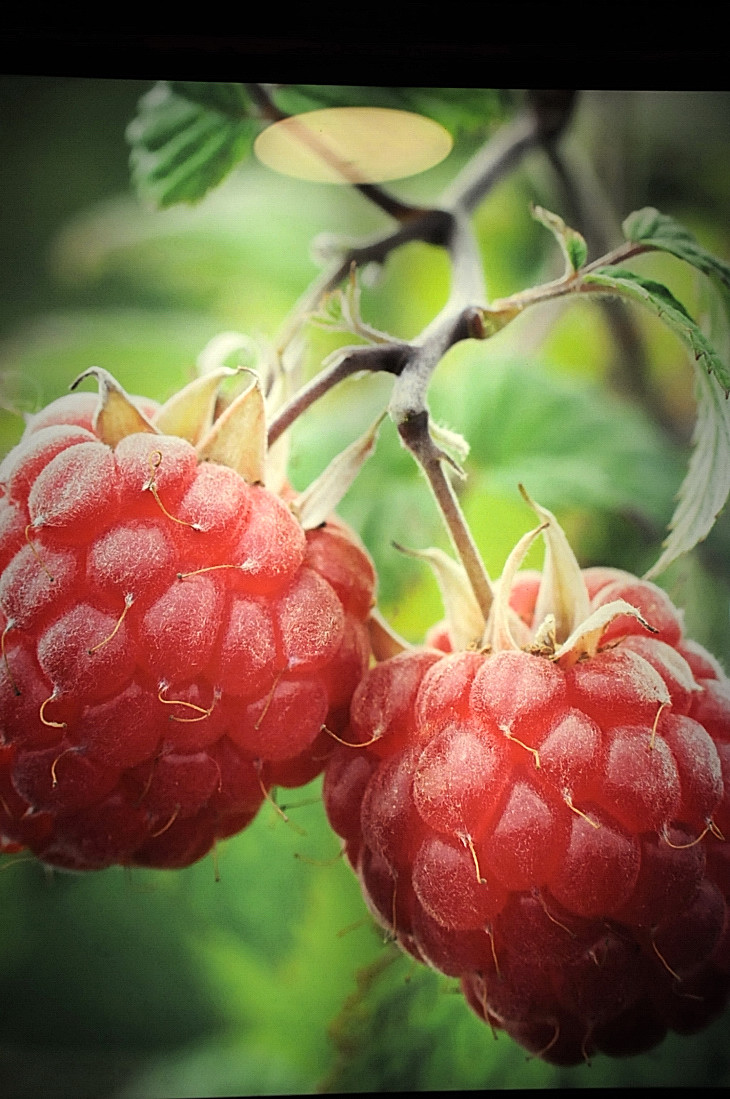 2016-7-25canadaherb 4115_01.JPG